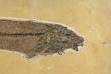Fossil Fish (Notogoneus) From Wyoming - Huge For Species! #163449-3